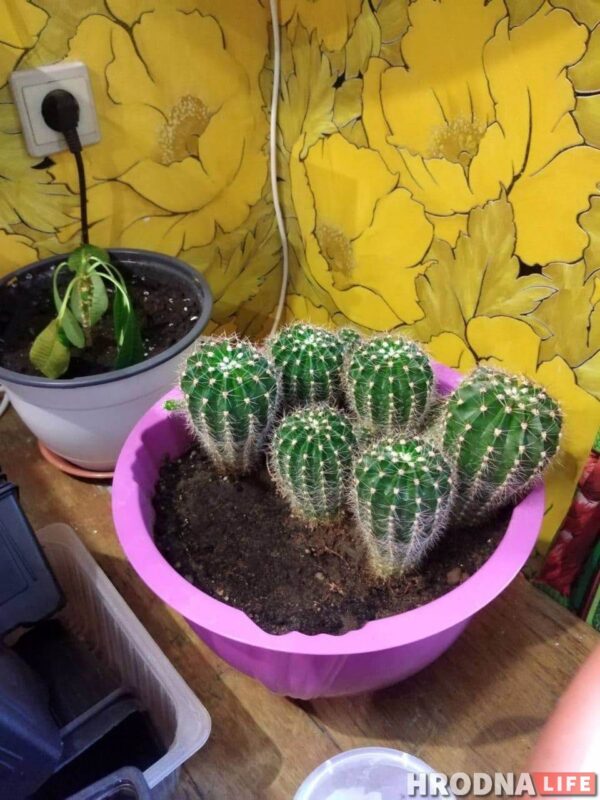 “Увидел лошадь и понял: хочу быть рядом всегда” Артур не слышит и не говорит, но смог найти общий язык с лошадьми и цветами