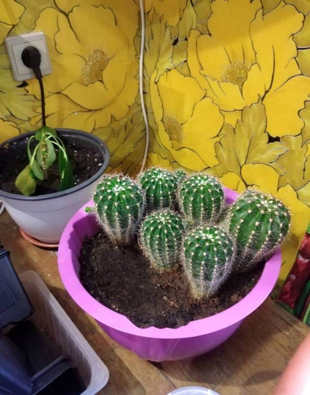 “Увидел лошадь и понял: хочу быть рядом всегда” Артур не слышит и не говорит, но смог найти общий язык с лошадьми и цветами