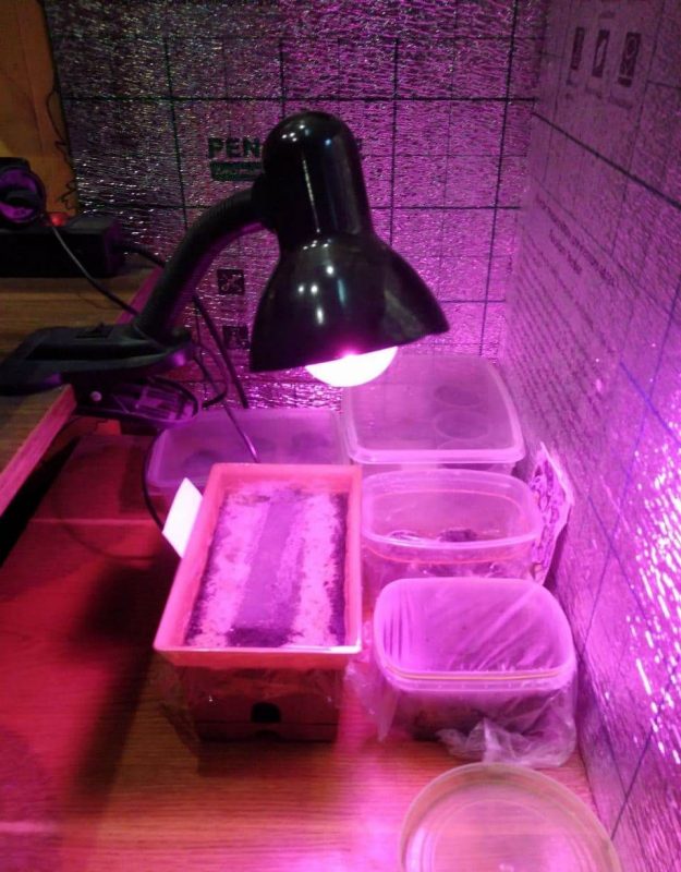 “Увидел лошадь и понял: хочу быть рядом всегда” Артур не слышит и не говорит, но смог найти общий язык с лошадьми и цветами