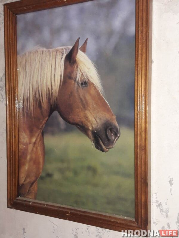 “Увидел лошадь и понял: хочу быть рядом всегда” Артур не слышит и не говорит, но смог найти общий язык с лошадьми и цветами