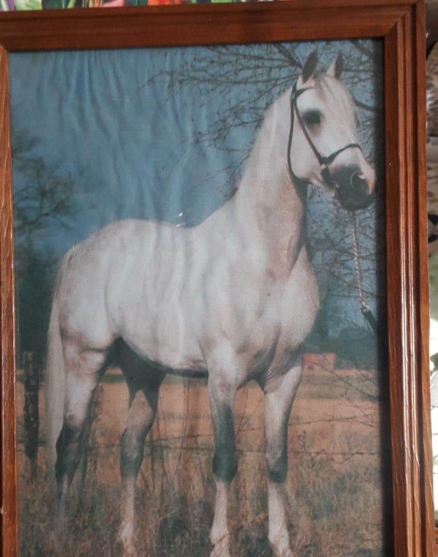 “Увидел лошадь и понял: хочу быть рядом всегда” Артур не слышит и не говорит, но смог найти общий язык с лошадьми и цветами