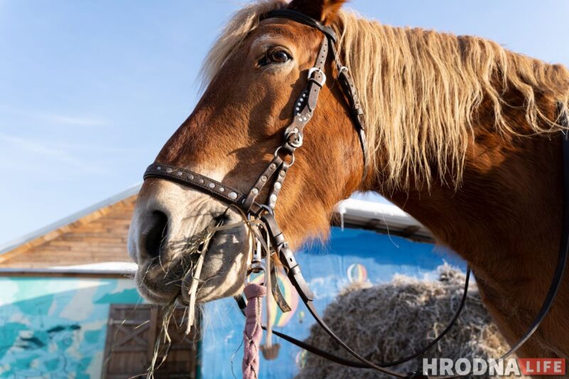 Лошадь Белка - самая спокойная в хозяйстве. Она катает даже самых маленьких наездников. Фото: Елена Миронова иппотерапия