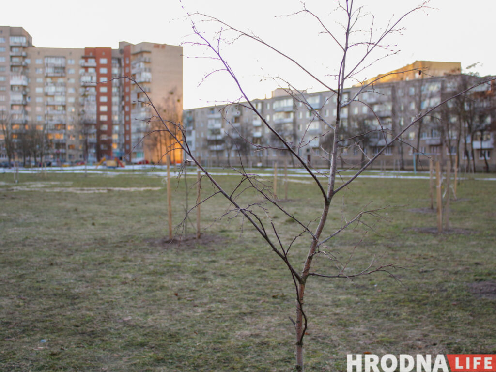 Говорят:  “деревья”, а сажают “прутики”. Почему Гродно до сих пор не утопает в парках, и зачем нам схема озеленения
