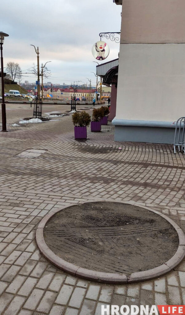 Говорят:  “деревья”, а сажают “прутики”. Почему Гродно до сих пор не утопает в парках, и зачем нам схема озеленения