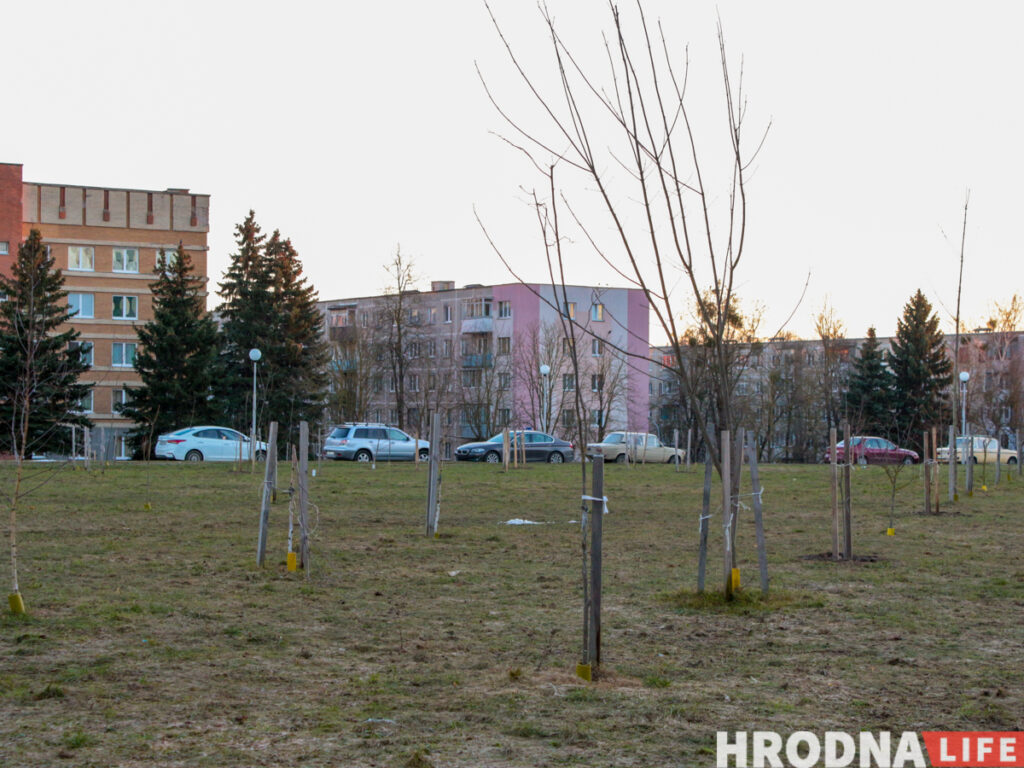 Говорят:  “деревья”, а сажают “прутики”. Почему Гродно до сих пор не утопает в парках, и зачем нам схема озеленения
