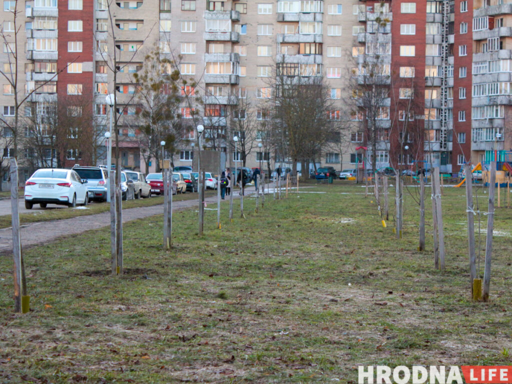 Говорят:  “деревья”, а сажают “прутики”. Почему Гродно до сих пор не утопает в парках, и зачем нам схема озеленения