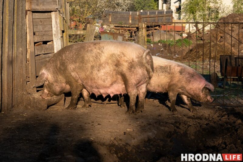 Фотоистория про 22 поросенка. У хозяйки из Гродненской области свиноматка родила рекорд