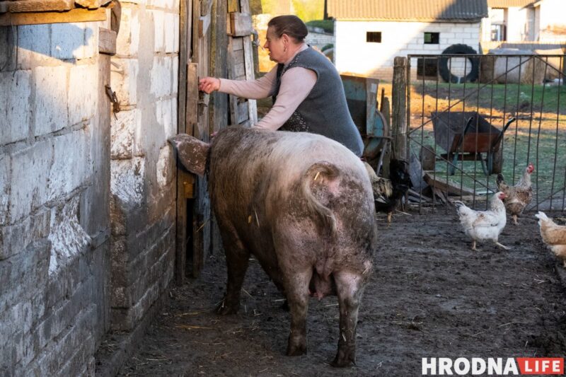 Фотоистория про 22 поросенка. У хозяйки из Гродненской области свиноматка родила рекорд