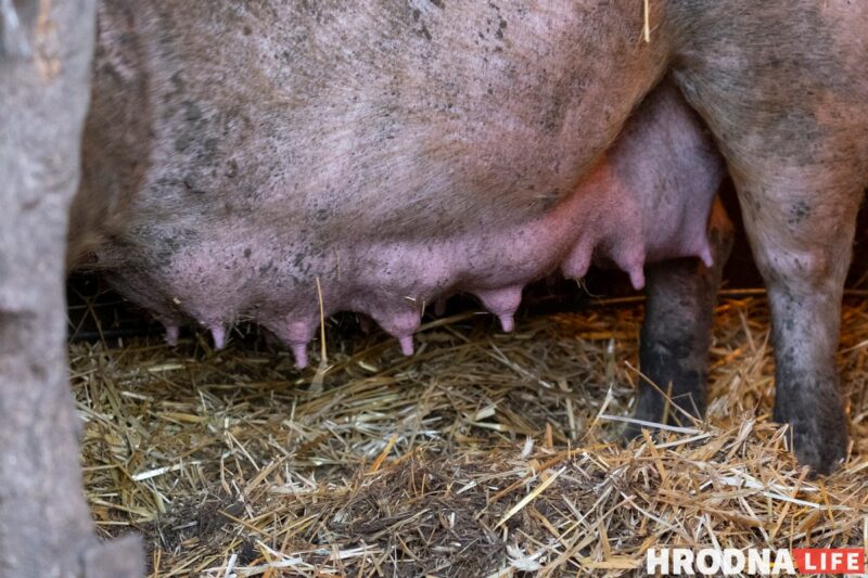 Фотоистория про 22 поросенка. У хозяйки из Гродненской области свиноматка родила рекорд
