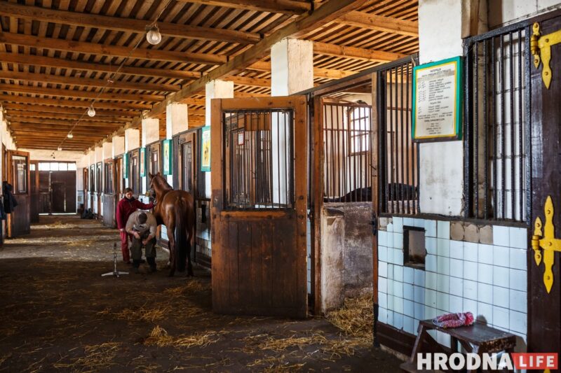 Блеск и нищета белорусского коневодства. Лошади приносят «золото», но на крышу и окна для них денег нет