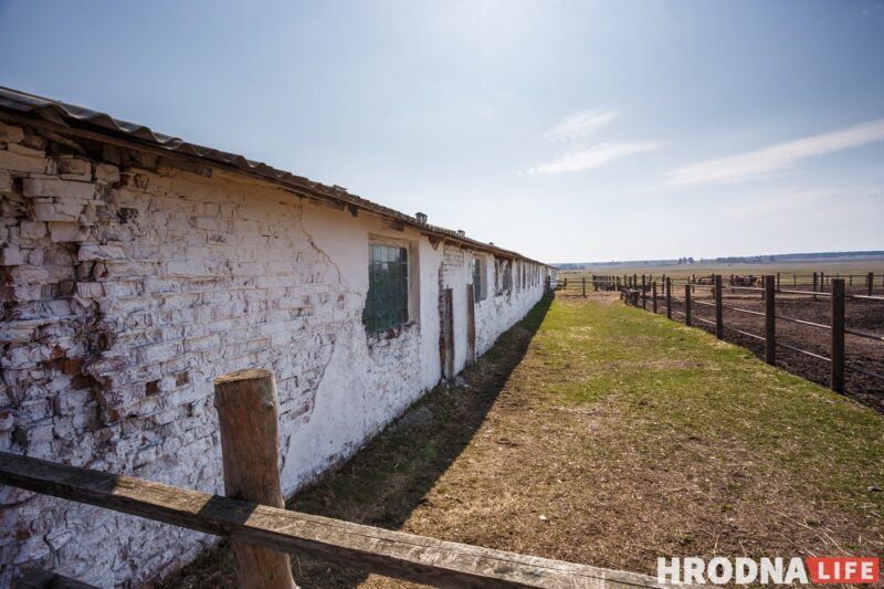 Блеск и нищета белорусского коневодства. Лошади приносят «золото», но на крышу и окна для них денег нет