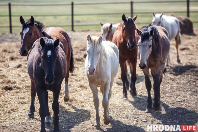 Блеск и нищета белорусского коневодства. Лошади приносят «золото», но на крышу и окна для них денег нет
