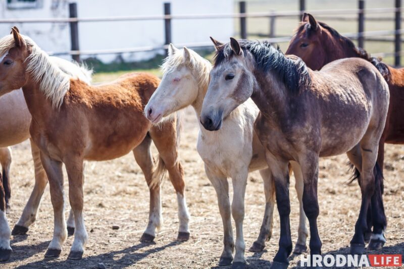 Блеск и нищета белорусского коневодства. Лошади приносят «золото», но на крышу и окна для них денег нет