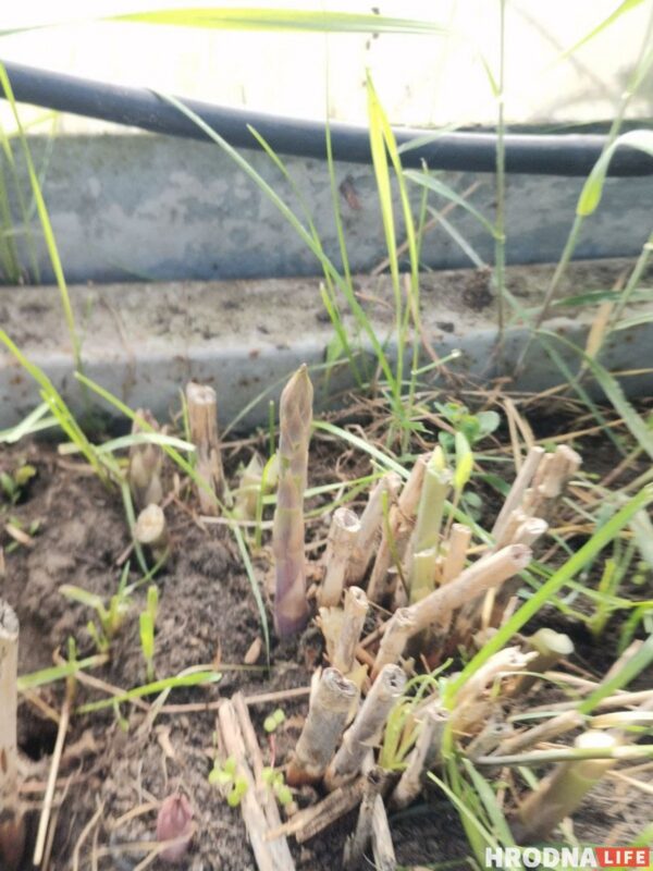 Готовь быстро, ешь медленно. Салат из дикоросов и домашний лаваш для воскресного завтрака