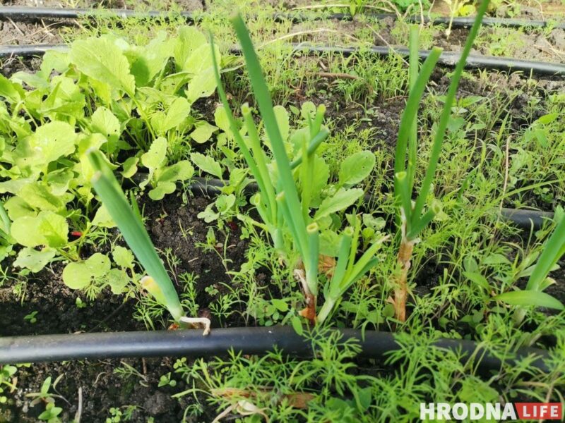 Готовь быстро, ешь медленно. Салат из дикоросов и домашний лаваш для воскресного завтрака