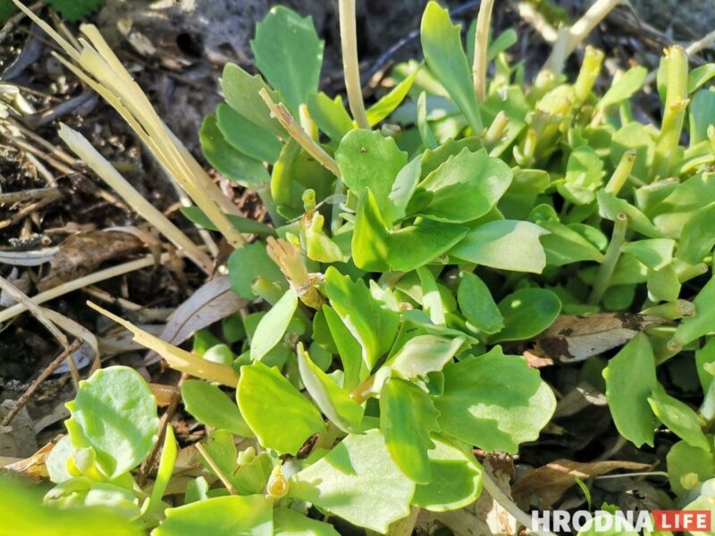 Готовь быстро, ешь медленно. Салат из дикоросов и домашний лаваш для воскресного завтрака