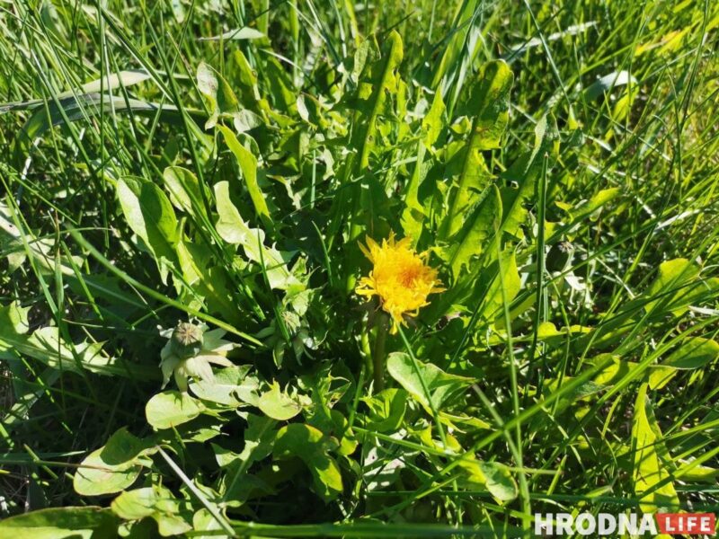Готовь быстро, ешь медленно. Салат из дикоросов и домашний лаваш для воскресного завтрака