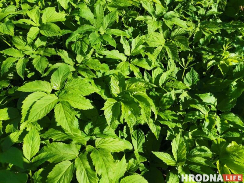 Готовь быстро, ешь медленно. Салат из дикоросов и домашний лаваш для воскресного завтрака