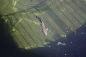 Гродненская “табачка” хочет разводить форель