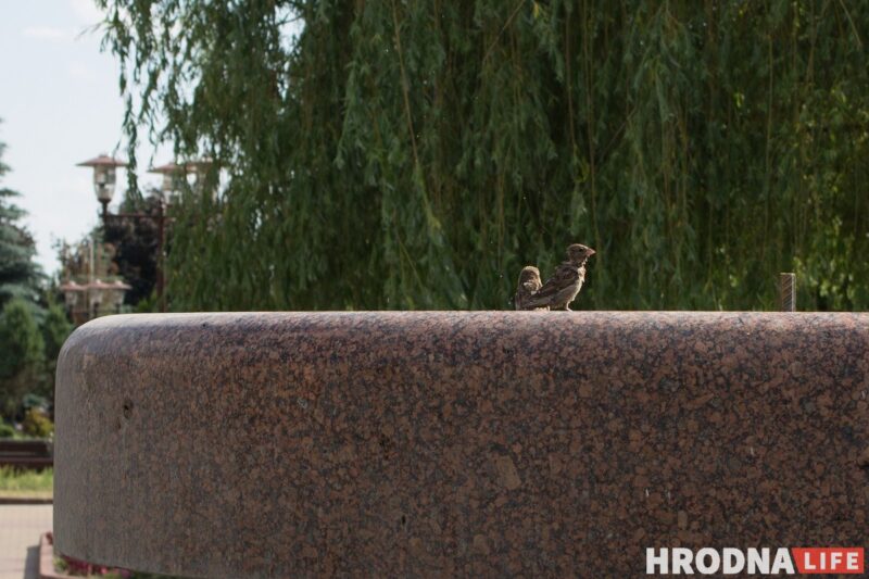 Фонтаны, Нёман и Городничанка. От жары гродненцы прячутся в воду