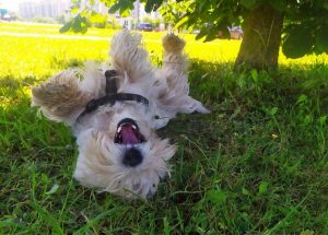 «Таблетки от жары ещё не придумали». Ветеринар рассказал, что сделать, чтобы ваш кот и пёс легче перенесли жару «Таблетки от жары ещё не придумали». Ветеринар рассказал, что сделать, чтобы ваш кот и пёс легче перенесли жару