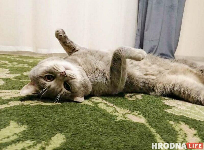 «Таблеткі ад спёкі яшчэ не прыдумалі». Ветэрынар расказаў, што зрабіць, каб ваш кот і сабака лягчэй перанеслі гарачыню