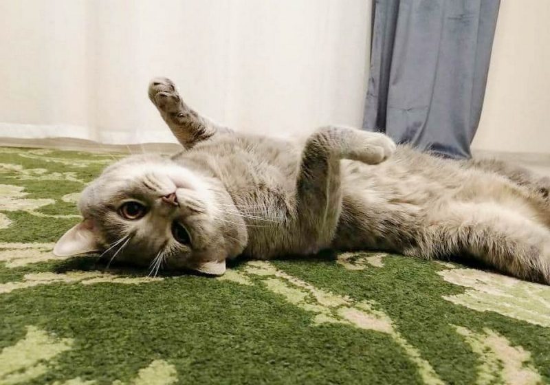 «Таблетки от жары ещё не придумали». Ветеринар рассказал, что сделать, чтобы ваш кот и пёс легче перенесли жару