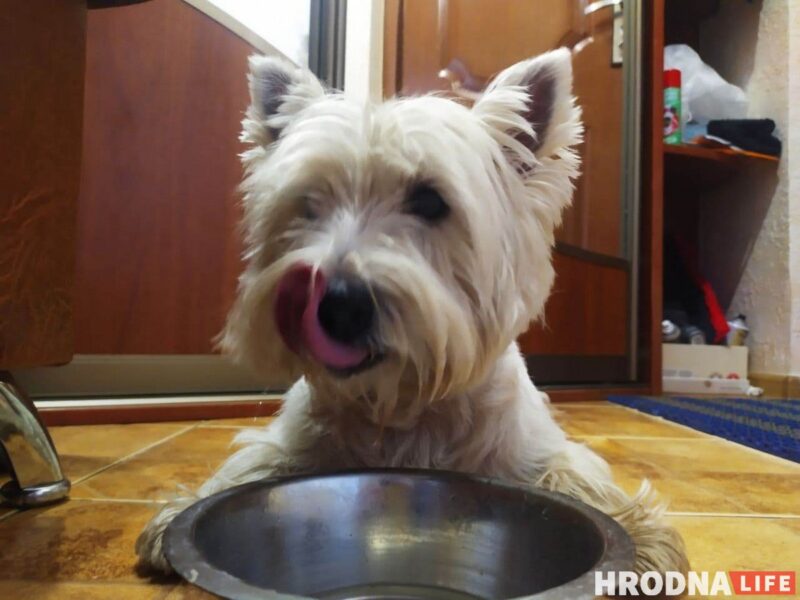 «Таблеткі ад спёкі яшчэ не прыдумалі». Ветэрынар расказаў, што зрабіць, каб ваш кот і сабака лягчэй перанеслі гарачыню