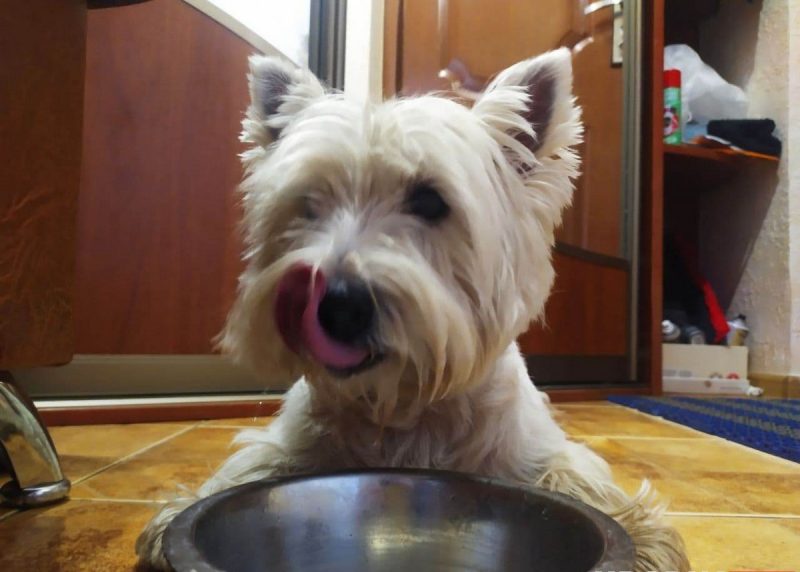 «Таблетки от жары ещё не придумали». Ветеринар рассказал, что сделать, чтобы ваш кот и пёс легче перенесли жару