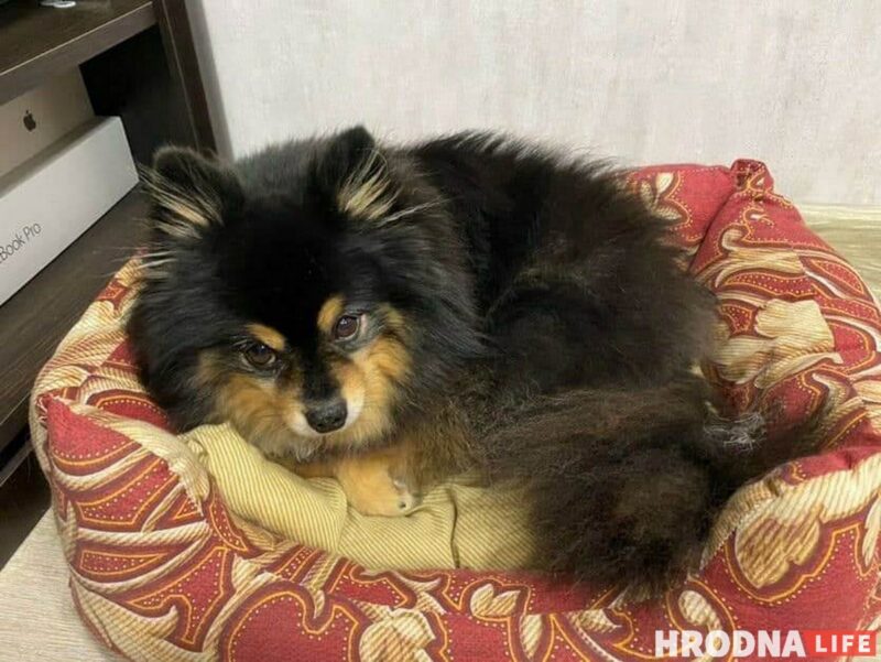 «Таблеткі ад спёкі яшчэ не прыдумалі». Ветэрынар расказаў, што зрабіць, каб ваш кот і сабака лягчэй перанеслі гарачыню