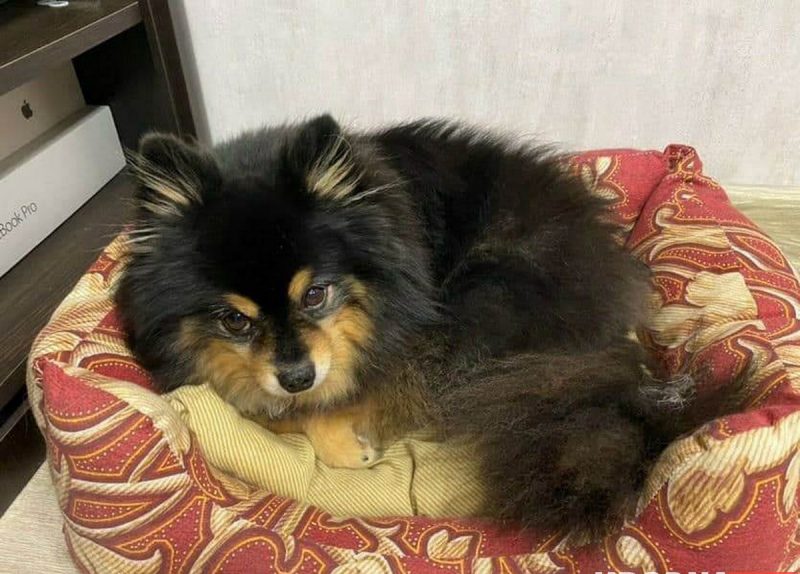 «Таблетки от жары ещё не придумали». Ветеринар рассказал, что сделать, чтобы ваш кот и пёс легче перенесли жару