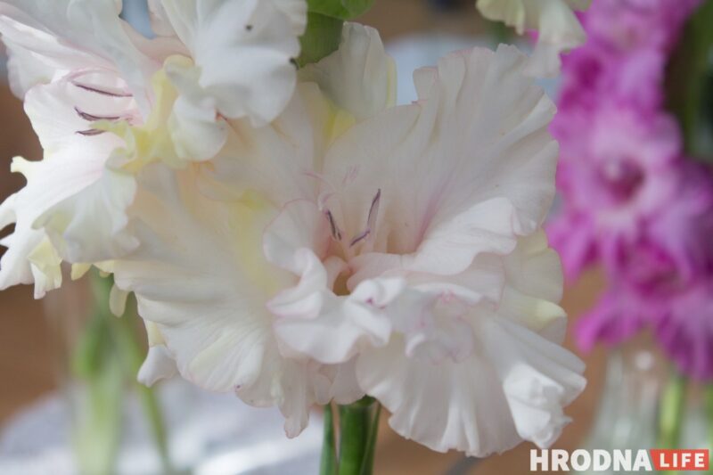 “Были бы Грушевые, занимались бы грушами”. Алла Квятковская рассказала, как выращивает 10 000 гладиолусов и почему любит “Свет далёкой звезды”