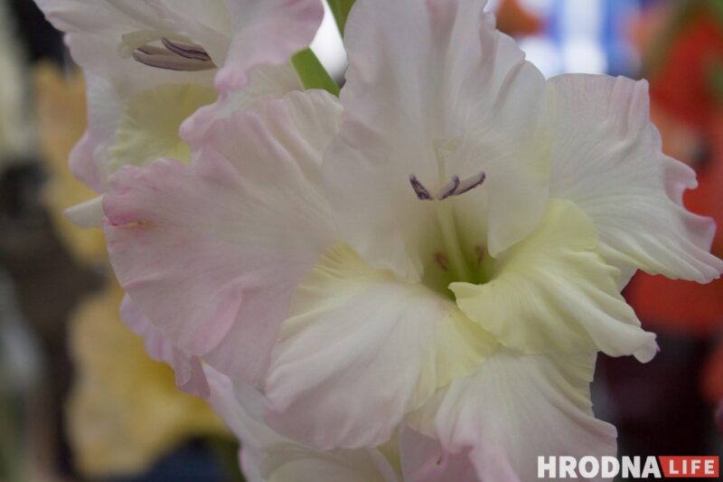 “Были бы Грушевые, занимались бы грушами”. Алла Квятковская рассказала, как выращивает 10 000 гладиолусов и почему любит “Свет далёкой звезды”