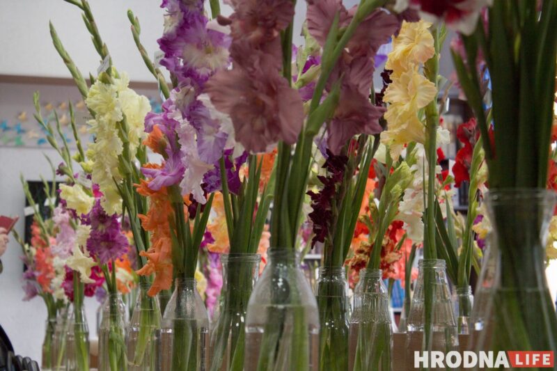 “Были бы Грушевые, занимались бы грушами”. Алла Квятковская рассказала, как выращивает 10 000 гладиолусов и почему любит “Свет далёкой звезды”