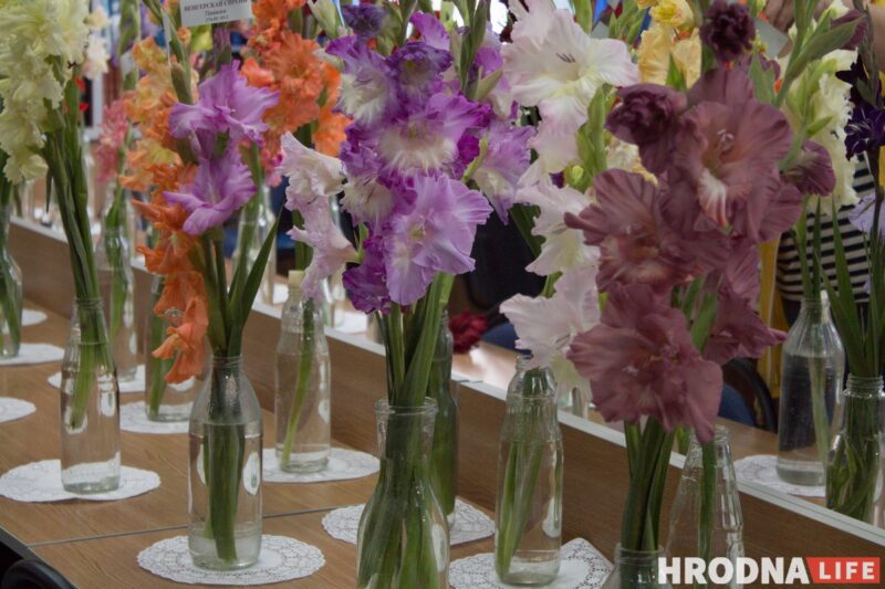 “Были бы Грушевые, занимались бы грушами”. Алла Квятковская рассказала, как выращивает 10 000 гладиолусов и почему любит “Свет далёкой звезды”