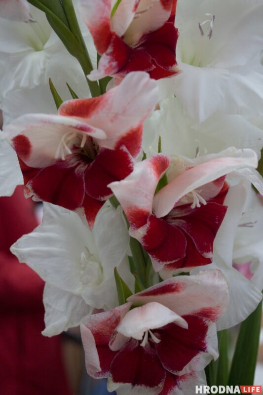 “Были бы Грушевые, занимались бы грушами”. Алла Квятковская рассказала, как выращивает 10 000 гладиолусов и почему любит “Свет далёкой звезды”