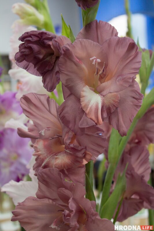 “Были бы Грушевые, занимались бы грушами”. Алла Квятковская рассказала, как выращивает 10 000 гладиолусов и почему любит “Свет далёкой звезды”