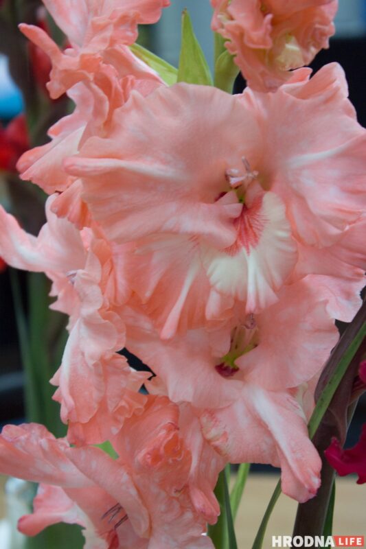 “Были бы Грушевые, занимались бы грушами”. Алла Квятковская рассказала, как выращивает 10 000 гладиолусов и почему любит “Свет далёкой звезды”