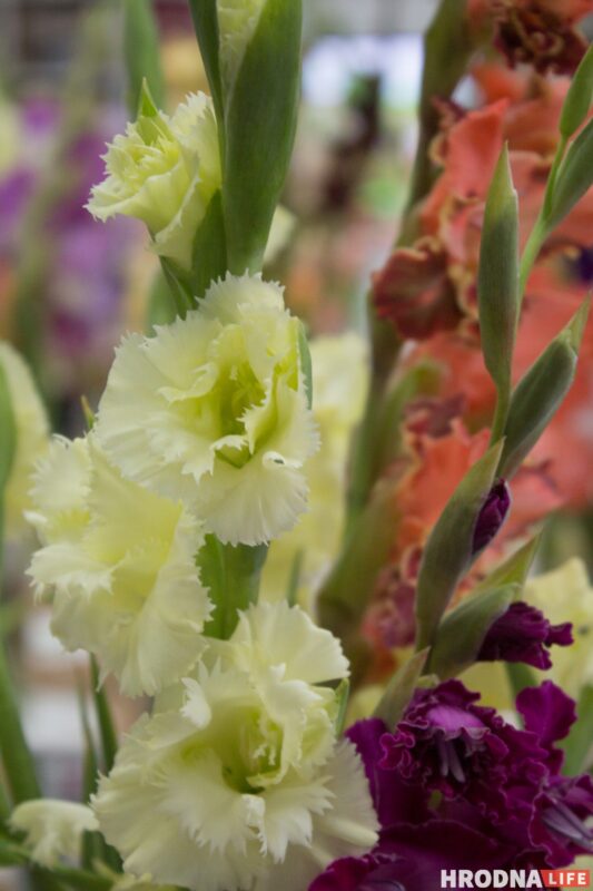 “Были бы Грушевые, занимались бы грушами”. Алла Квятковская рассказала, как выращивает 10 000 гладиолусов и почему любит “Свет далёкой звезды”