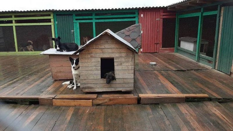 Помочь “хвостикам” и сделать мир лучше. Гродненки провели акцию в поддержку приюта для животных и сфотографировались с его подопечными