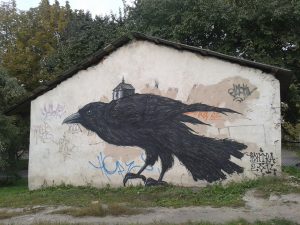 “Птица запомнит и будет мстить человеку”. В Гродно вороны нападают на прохожих: что можно сделать?