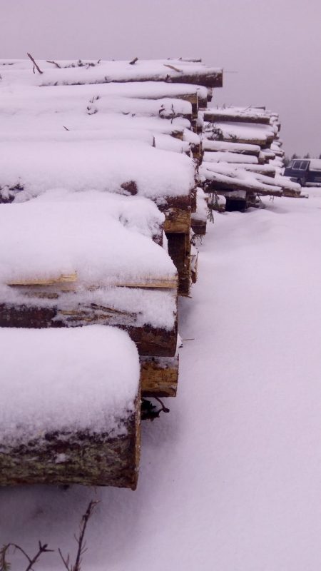 Уличный музыкант из Гродно уехал работать на Север. Теперь пилит лес