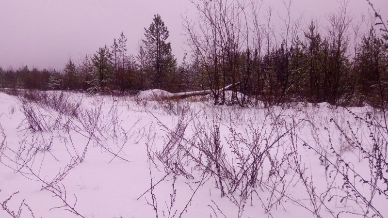 Уличный музыкант из Гродно уехал работать на Север. Теперь пилит лес