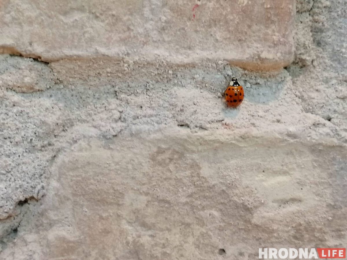 “Посмотрите под ноги”. 7 мест в Старом замке, где можно увидеть историю