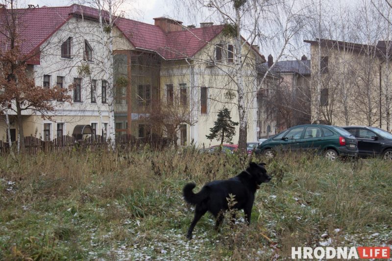 “У него нет дома, но есть инстаграм”. Бездомный пес Барон из Гродно рассказывает о своей жизни в соцсетях