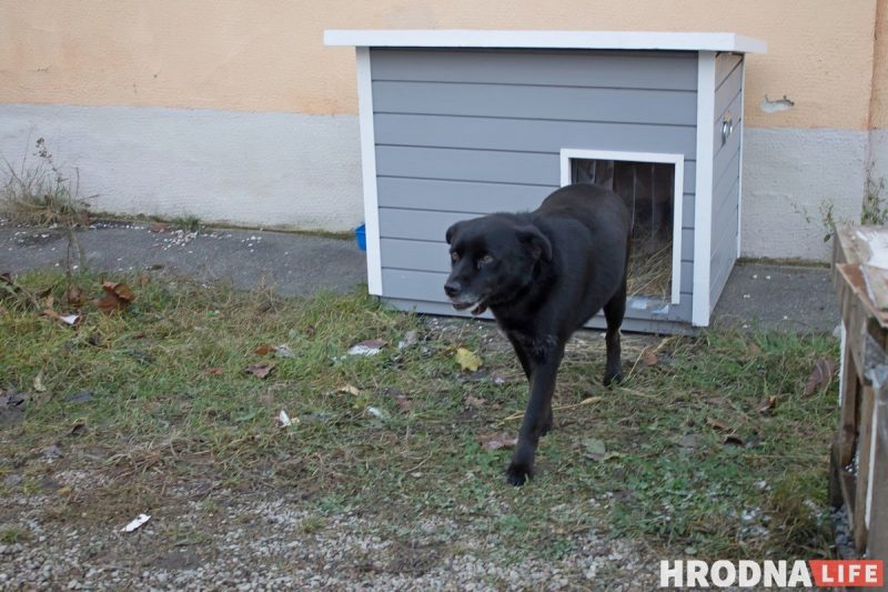 “У него нет дома, но есть инстаграм”. Бездомный пес Барон из Гродно рассказывает о своей жизни в соцсетях