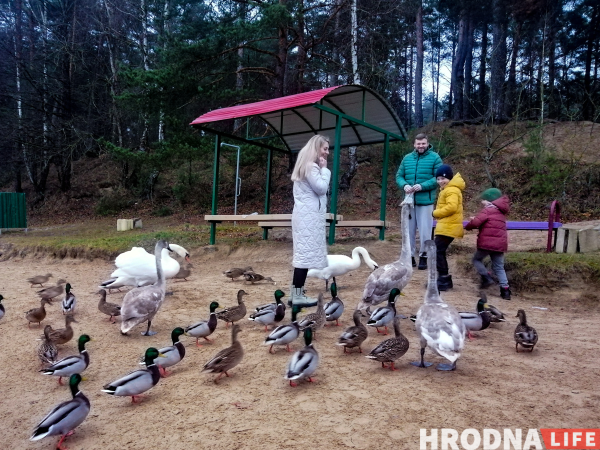 як правільна карміць качак, гусей і лебедзяў зімой