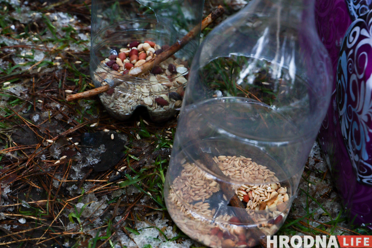 Не карміць, а падкормліваць. 8 відаў кармушак і чэк-ліст па ежы для птушак ад арнітолагаў