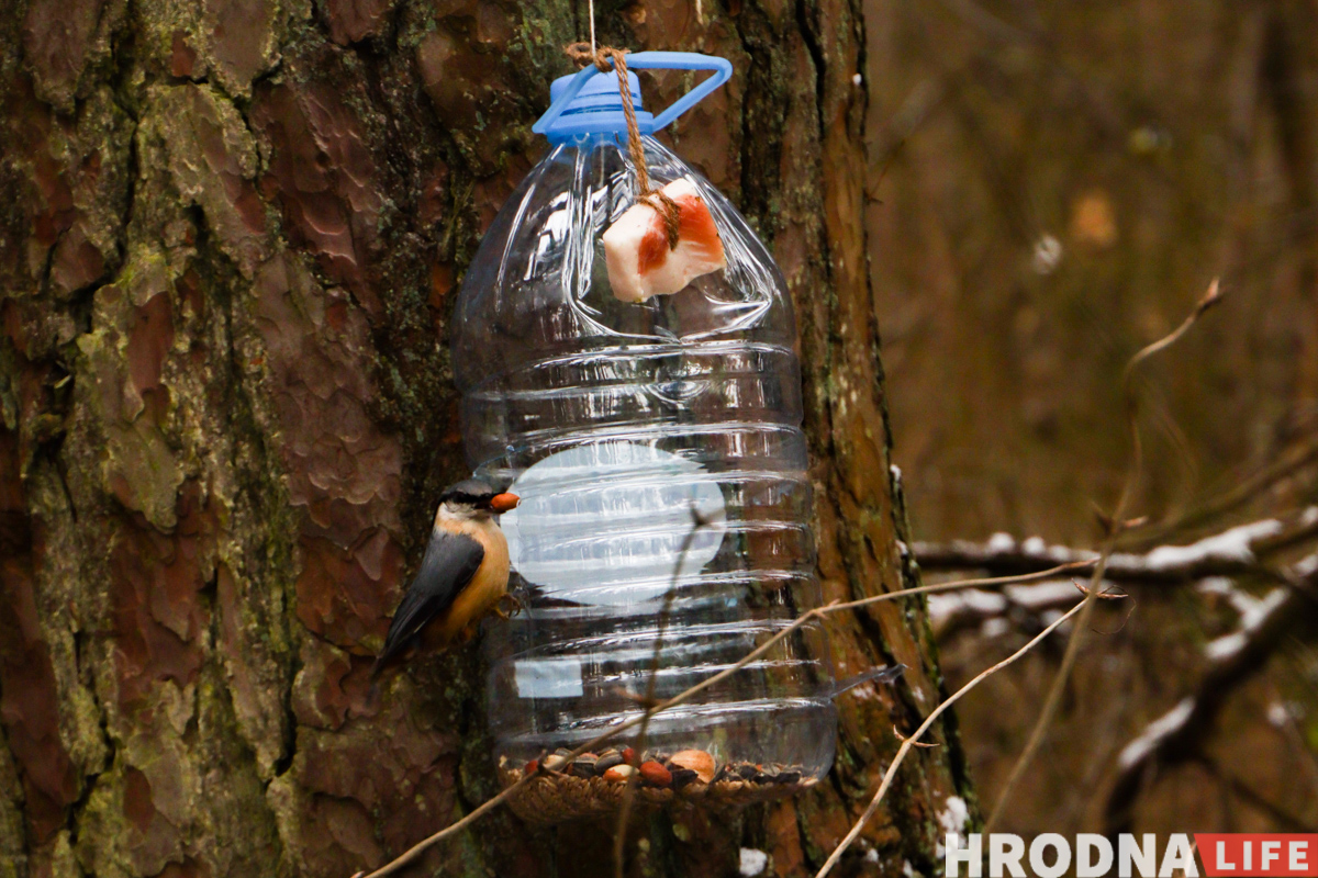 поползень в кормушке для птиц с салом