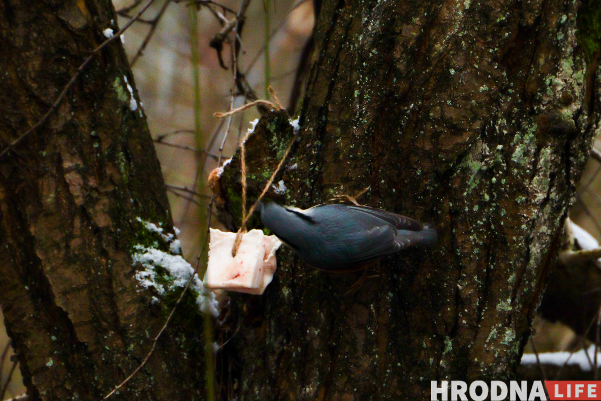 Не карміць, а падкормліваць. 8 відаў кармушак і чэк-ліст па ежы для птушак ад арнітолагаў